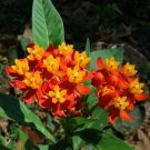 30 Seeds Seeds Tropical Milkweed Seeds Asclepias Curassavica Heirloom 122024 Harvest Fresh For Garde