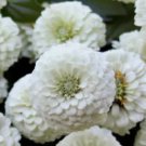 White Zinnia Flower Seeds 100 Seeds Polar Bear Garden Bees Birds Annual Fresh For Garden