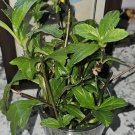 8 Wedelia Rooted 8 Plants Sphagneticola Trilobata Heirloom Organic A Grow Fresh For Garden