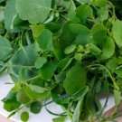 30 Seeds Papalo Herb Seeds Porophyllum Medicinal Organic Pore Leaf Harvested 1124 Fresh For Garden
