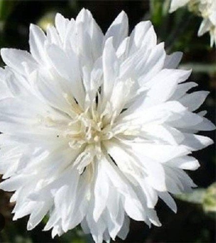 100 Seeds White Bachelors Button Cornflower Seeds Centaurea Cyan Boutonniere Fresh For Garden