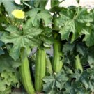 15 Seeds Loofah Sponge Gourd Seeds Luffa Egyptian Cucumber Organic Heirloom 072024 Fresh For Garden