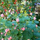 7 Pink & 8 Red Turks Cap Seeds Sleepy Mallow Hibisc Organic 102024 Harvest Fresh For Garden 7 Pink & 8 Red Turks Cap Seeds Sleepy Mallow Hibisc Organic 102024 Harvest Fresh For Garden