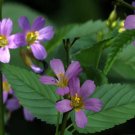50 Seeds Seeds Pyramidflower Herb Seeds Melochia Pyramidata Broomwood Pyramid Flower Fresh For Garde