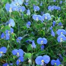 30 Seeds Asiatic Dayflower Herb Seeds Commelina Communis Organic Heirloom Fresh For Garden 30 Seeds Asiatic Dayflower Herb Seeds Commelina Communis Organic Heirloom Fresh For Garden