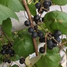 20 Seeds Mtang Grape Seeds Vitis Mtangensis A Harvested 102024 Fresh For Garden 20 Seeds Mtang Grape Seeds Vitis Mtangensis A Harvested 102024 Fresh For Garden