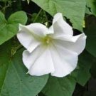 30 Seeds Moonflower Vine Ipomonea Alba White Morning Glory Night Blooming Fresh For Garden 30 Seeds Moonflower Vine Ipomonea Alba White Morning Glory Night Blooming Fresh For Garden