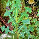 250 Seeds Wild Lettuce Seeds Lactuca Serriola Prickly Opium Lettuce Medicinal Herb Fresh For Garden
