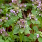 30 Seeds Purple Dead Nettle Seeds Lamium Purpureum Harvested 042024 Organic Fresh For Garden
