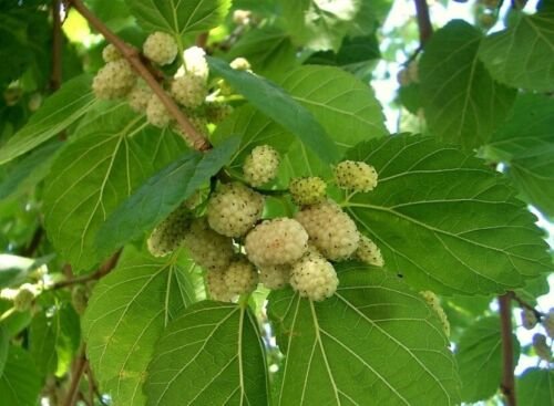 30 Seeds Seeds White Mulberry Tree Seeds Mor Alba Organic Heirloom Harvested 052024 Fresh For Garden