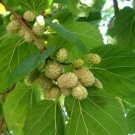 30 Seeds Seeds White Mulberry Tree Seeds Mor Alba Organic Heirloom Harvested 052024 Fresh For Garden 30 Seeds Seeds White Mulberry Tree Seeds Mor Alba Organic Heirloom Harvested 052024 Fresh For Garden