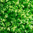 1000 Seedscurled Cress Seeds Organic Indoor Container Sprouting Shade Garden Spring Fresh For Garden 1000 Seedscurled Cress Seeds Organic Indoor Container Sprouting Shade Garden Spring Fresh For Garden