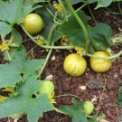 30 Seeds Seeds Lemon Cucumber Seeds Cucumis Sativ Nongmo Heirloom A 102024 Harvest Fresh For Garden 30 Seeds Seeds Lemon Cucumber Seeds Cucumis Sativ Nongmo Heirloom A 102024 Harvest Fresh For Garden