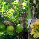 10 Seeds Winged Calabash Seeds Crescentia Alata Mexican Calabash Gourd Tree Morro Fresh For Garden
