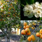 7 Seeds Seeds Tejocote Manzanita Little Apple Hawthorn Berry Fresh For Garden