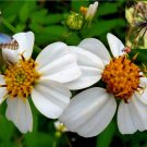 150 Seeds Spanish Needle Seeds Biden Alba Beggars Tick Blur Marigold Black Jack Fresh For Garden 150 Seeds Spanish Needle Seeds Biden Alba Beggars Tick Blur Marigold Black Jack Fresh For Garden