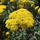 100 Seeds Golden Yarrow Seeds Eriophyllum Confertiflorum Organic Yellow Yarrow Herb Fresh For Garden