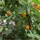 25 Seeds Seeds Manzano Capsicum Pubescens Chile Rocoto Apple Chilpepper Fresh For Garden