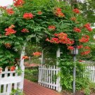 75 Seeds Seeds Orange Trumpet Vine Seeds Campsis Radicans Showy Crepper Flower Fresh For Garden