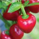 20 Seeds Cherry Pepper Seeds Heirloom Organic Harvested 072023 Tested Fresh For Garden