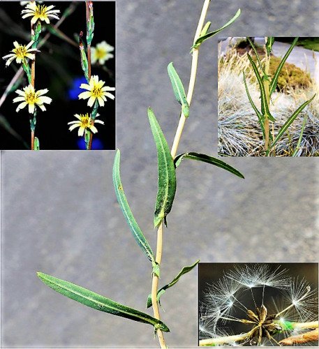 30 Seeds Willowleaf Lettuce Lactuca Saligna Wild Least Lettuce Medicinal Herb Fresh For Garden