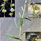 30 Seeds Willowleaf Lettuce Lactuca Saligna Wild Least Lettuce Medicinal Herb Fresh For Garden