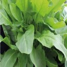 100 Seeds Seeds Large Leaf Sorrel Rumex Acetosa Garden Sorel Herb Organic Heirloom Fresh For Garden