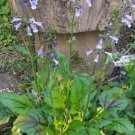 100 Seeds Lyreleaved Sage Seeds Salvia Lyrata Cancer Weed Organic Harvested 0424 Fresh For Garden