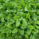 1000 Seeds Seeds Prickly Sowthistle Seeds Sonch Asper Medicinal Herb Microgreens Fresh For Garden