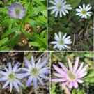50 Seeds Seeds Tenpetal Anemone Seeds Anemone Berlandierwindflower Harvested 032023 Fresh For Garden