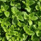 100 Seeds Seeds Oregano Herb Origanum Vulgare Garden Seeds Organic Heirloom Fresh For Garden 100 Seeds Seeds Oregano Herb Origanum Vulgare Garden Seeds Organic Heirloom Fresh For Garden