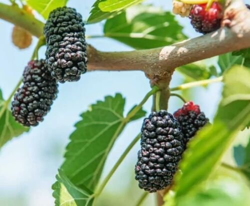30 Seeds Seeds Black Mulberry Tree Seeds Mor Nigra Organic Heirloom A 042024 Fresh For Garden
