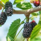 30 Seeds Seeds Black Mulberry Tree Seeds Mor Nigra Organic Heirloom A 042024 Fresh For Garden 30 Seeds Seeds Black Mulberry Tree Seeds Mor Nigra Organic Heirloom A 042024 Fresh For Garden