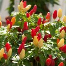25 Seeds Pequin Chilpepper Seeds Capsicum Annuum Organic Piquin Bird Pepper Fresh For Garden