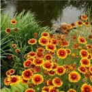 100 Seeds Seeds Indian Blanket Seeds Gaillardia Pulchella Blanket Flower Meadow Garden Fresh For Gar