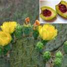 10 Seeds Xoconostle Opuntia Matudae Sour Prickly Pear Cact Nopal Organic A Fresh For Garden