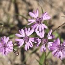 50 Seeds Seeds Othake Seeds Palafoxia Sphacelata Sand Palafoxia A Grown 102024 Fresh For Garden
