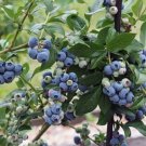 30 Seeds Seeds Highbh Blueberry Seeds Vaccinium Sect Cyanococc Heirloom Organic Fresh For Garden