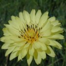 50 Seeds False Dandelion Herb Seeds Hypochaeris Radicata Cats Ear Organic Fresh For Garden