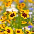 50 Seeds Seeds Calliopsis Seeds Coreopsis Plains Organic Heirloom Lanceleaf Tickseed Fresh For Garde 50 Seeds Seeds Calliopsis Seeds Coreopsis Plains Organic Heirloom Lanceleaf Tickseed Fresh For Garde