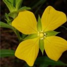 100 Seeds Seeds Mexican Primrosewillow Ludwigia Octovalviswingleaf Primrosewillow Fresh For Garden