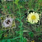 50 Seeds Wild Lettuce Seeds Canada Lettuce Lactuca Canadensis Medicinal Herb 0724 Fresh For Garden