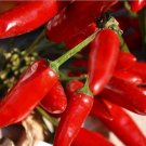 30 Seeds Seeds Tabasco Pepper Seeds Capsicum Frutescens Organic Heirloom Nongmo Fresh For Garden 30 Seeds Seeds Tabasco Pepper Seeds Capsicum Frutescens Organic Heirloom Nongmo Fresh For Garden