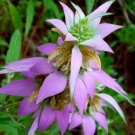 50 Seeds Spotted Bee Balm Bergamot Seeds Monarda Punctata L Medicinal Herb Fresh For Garden 50 Seeds Spotted Bee Balm Bergamot Seeds Monarda Punctata L Medicinal Herb Fresh For Garden
