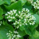 100 Seeds Climbing Hempvine Seeds Mikania Scandens Climbing Hempweed Very Aromatic Fresh For Garden 100 Seeds Climbing Hempvine Seeds Mikania Scandens Climbing Hempweed Very Aromatic Fresh For Garden