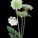100 Seeds Seeds Queen Annes Lace Seeds Dauc Carota Wild Carrot Organic Harvest 0524 Fresh For Garden 100 Seeds Seeds Queen Annes Lace Seeds Dauc Carota Wild Carrot Organic Harvest 0524 Fresh For Garden