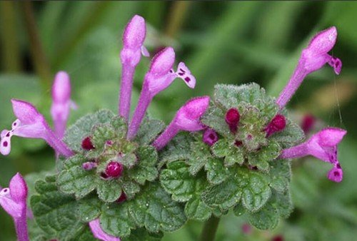 50 Seeds Common Henbit Seeds Lamium Amplexicaule Greater Henbit Medicinal Herb Fresh For Garden