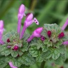 50 Seeds Common Henbit Seeds Lamium Amplexicaule Greater Henbit Medicinal Herb Fresh For Garden