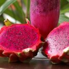 50 Seeds Red Dragon Fruit Seeds Pitahaya Hylocere Red Pitaya ~Fruit Fresh For Garden 50 Seeds Red Dragon Fruit Seeds Pitahaya Hylocere Red Pitaya ~Fruit Fresh For Garden