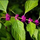 50 Seeds Seeds Organic Seeds American Beautyberry Perennial Callicarpa French Mulberry Fresh For Gar
